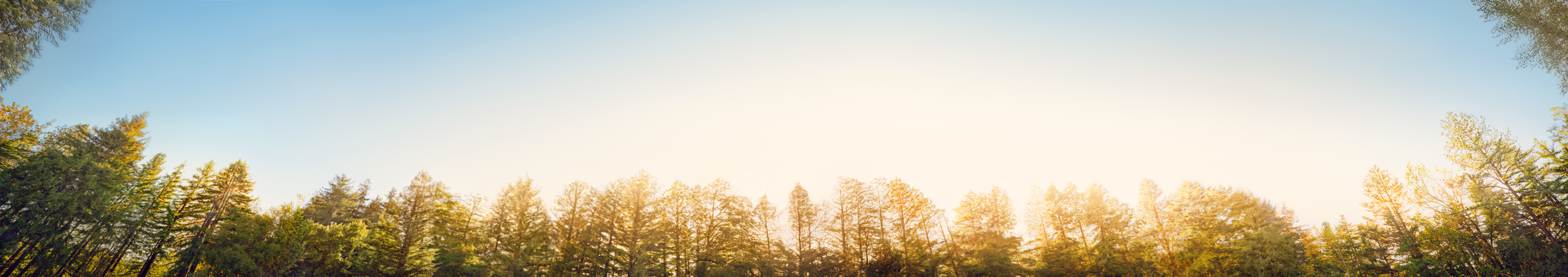 Tree line, banner